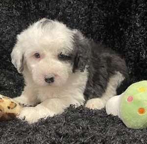 Mini Sheepadoodle 7006