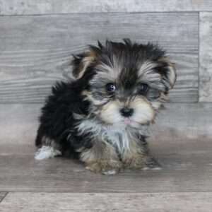 Morkie 3763