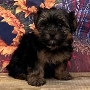 Morkie 5628