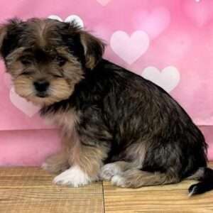 Morkie 6081
