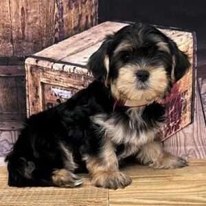 Morkie 6431