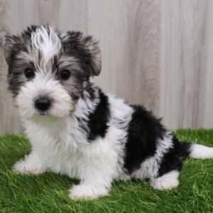 Morkie 5638