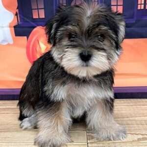 Morkie 2255