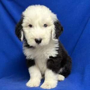 Old English Sheepdog 7413