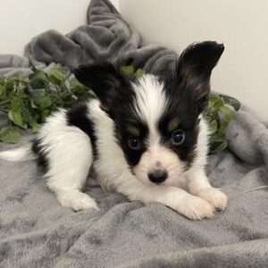 Papillon 6417
