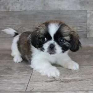 Pekingese 1862