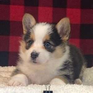 Pembroke Welsh Corgi