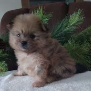 Pomeranian 1916