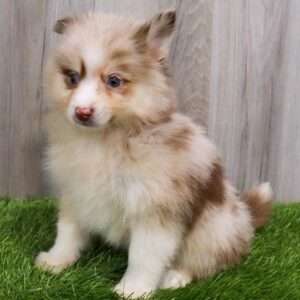 Pomsky 1157