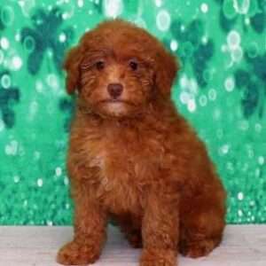 Poodle 3534