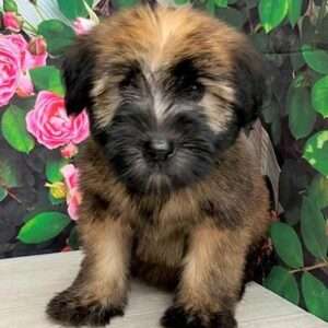Soft Coated Wheaten Terrier 3714