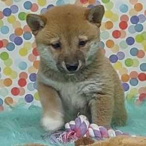Shiba Inu 1690