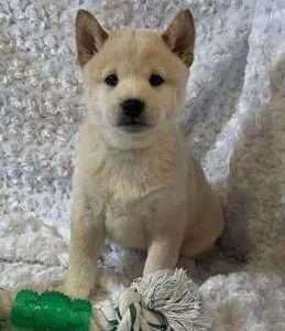 Shiba Inu 8024