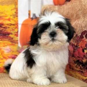 Shih Tzu 1927