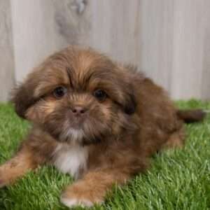Shih Tzu 7799
