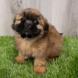Shih Tzu 7908