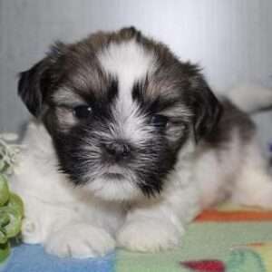 Shih Tzu 8202