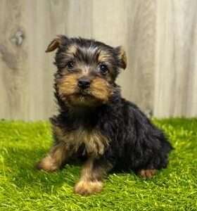 Silky Terrier 9758