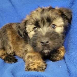 Soft Coated Wheaten Terrier 8619