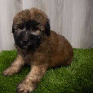 Soft Coated Wheaten Terrier 7337