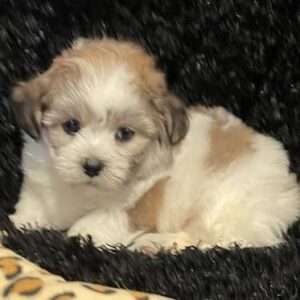 Teddy Bear 7978
