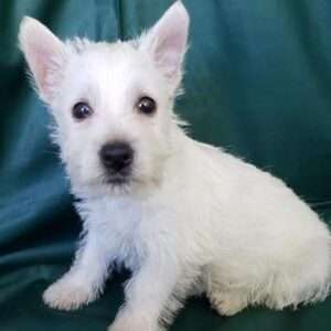 West Highland White Terrier 7786