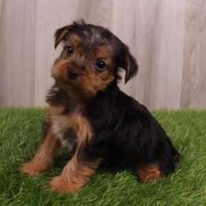 Yorkshire Terrier 3240