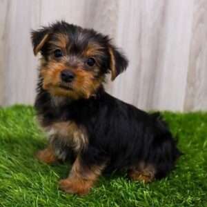 Yorkshire Terrier 5315