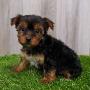 Yorkshire Terrier 5336