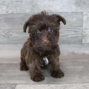 Yorkiepoo 5363