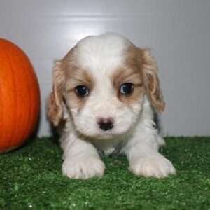 Cavachon 6278