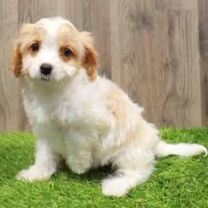 Cavachon 2023