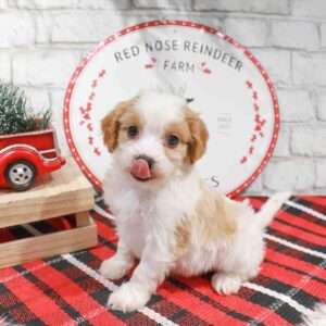 Cavachon 9912