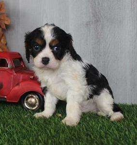 Cavalier King Charles Spaniel 5246