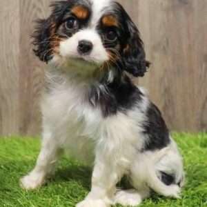 Cavalier King Charles Spaniel 7219