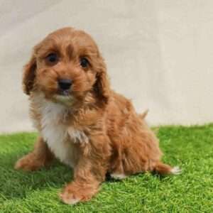 Cavapoo 3539