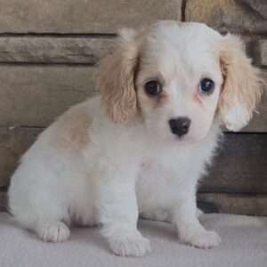 Cavapoo 6599