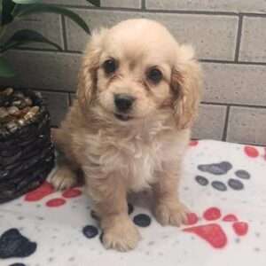 Cavapoo 9285