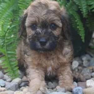 Cavapoo 1133