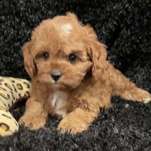 Cavapoo 0741