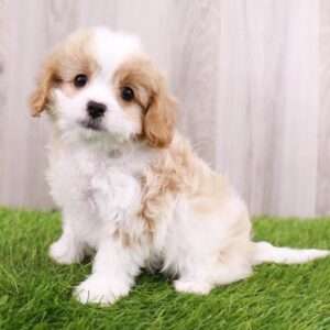 Cavapoo 3345