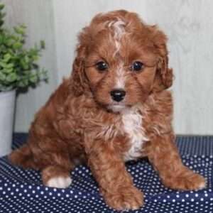 Cavapoo 3435