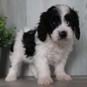 Cavapoo 3436