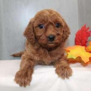 Cavapoo 6413