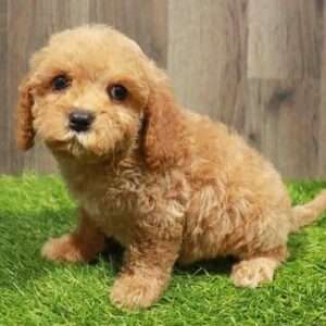 Cavapoo 8415