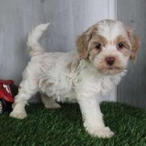 Cockapoo 7749