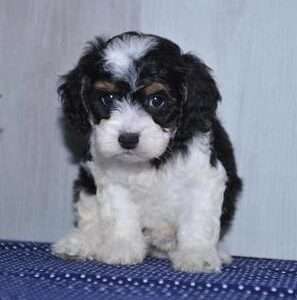 Cockapoo 8927