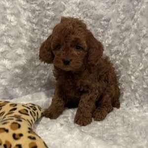 Cockapoo 9855