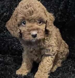 Cockapoo 7749