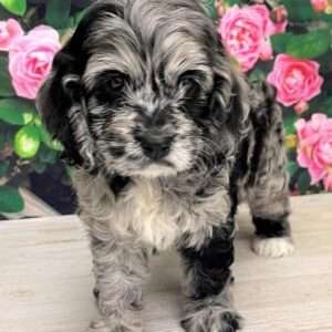 Cockapoo 4248